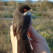 Sardinian Warbler